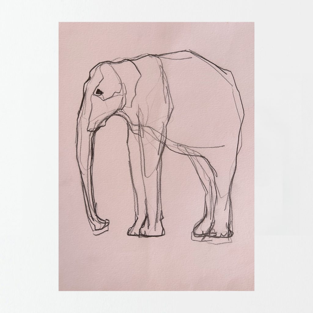 Sarah Edwards - Animalia - Small Elephant